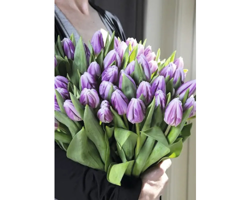 Bouquet de tulipes violettes avec des feuilles vertes