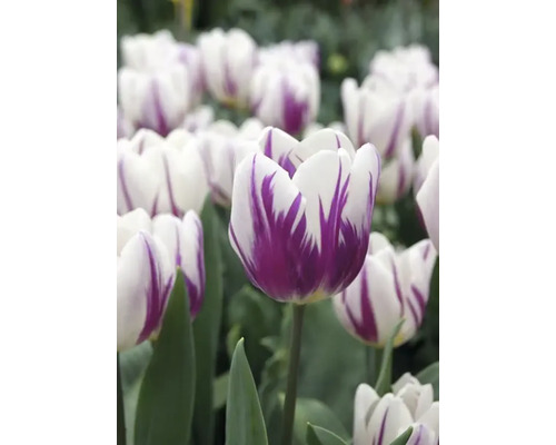 Gros plan de tulipes blanches à motifs violets