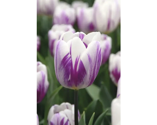 Gros plan d''une tulipe blanche et violette