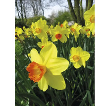 Gros plan de jonquilles jaunes avec des centres orange dans le jardin.