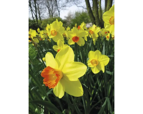 Gros plan de jonquilles jaunes avec des centres orange dans le jardin.