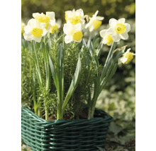 Narcisses dans un panier vert
