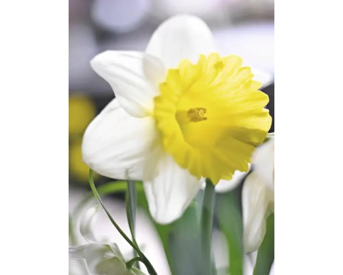 Nahaufnahme einer Narzissenblüte mit weißen Blütenblättern und gelber Krone