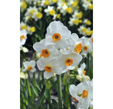 Bulbes de narcisses FloraSelf 'Géranium' 5 pièces