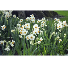 Bulbes de narcisses FloraSelf 'Géranium' 5 pièces