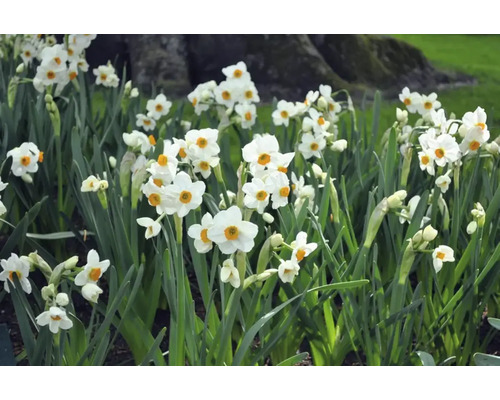 Feld mit blühenden Narzissen im Garten