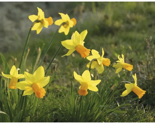 Narcisses dans le jardin