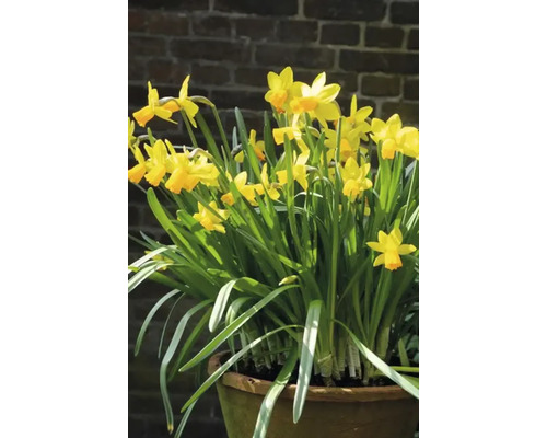 Narcisses dans une jardinière devant un mur de briques