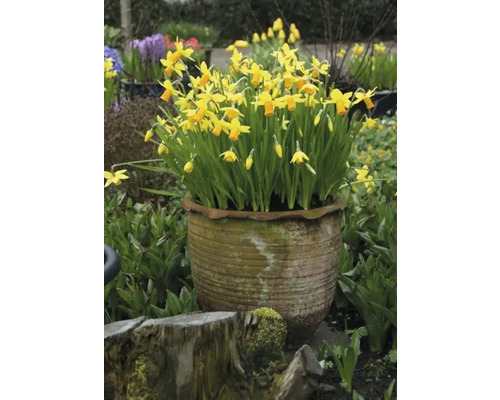 Jonquilles jaunes dans un pot de fleurs dans le jardin.