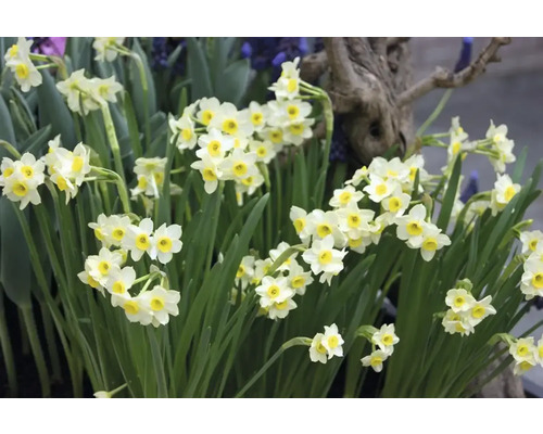 Narcisses avec feuilles vertes