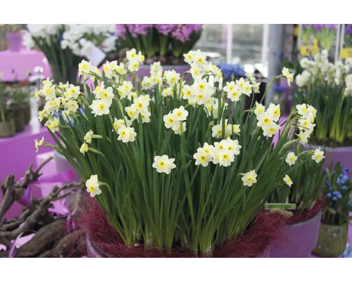Jonquilles dans une jardinière