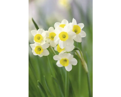 Fleurs de jonquille dans le jardin