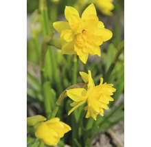 Gelbe Narzissenblüten im Garten
