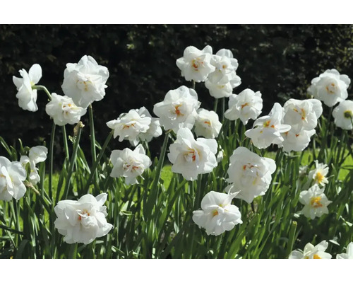 Gros plan sur des jonquilles blanches dans une plate-bande