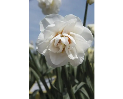 Gros plan d''une fleur de narcisse double