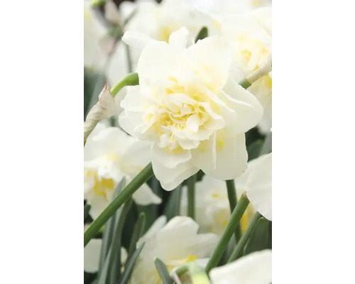 Gros plan sur une fleur de narcisse blanche remplie