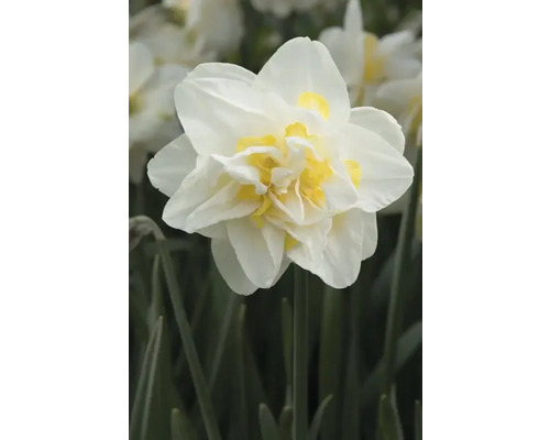 Fleur de narcisse double avec des pétales blancs et un cœur jaune