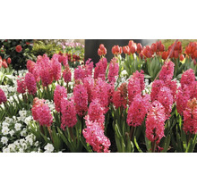 Blumenbeet mit Hyazinthen und Tulpen