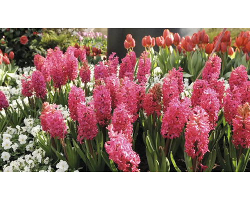 Parterre de fleurs avec des jacinthes et des tulipes