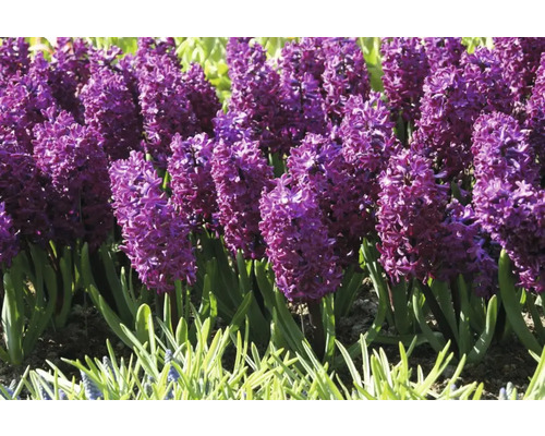 Gros plan sur des jacinthes violettes dans une plate-bande.