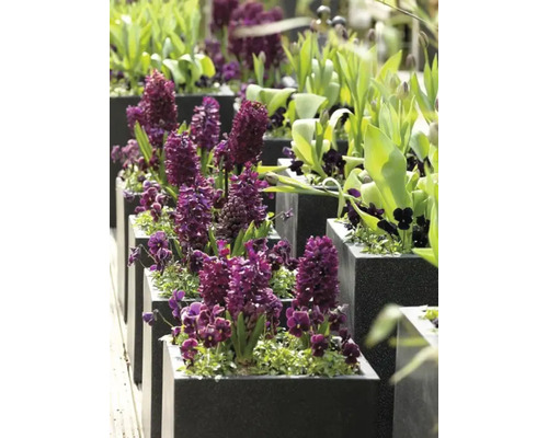 Rangée de jardinières carrées avec des jacinthes et autres fleurs de printemps