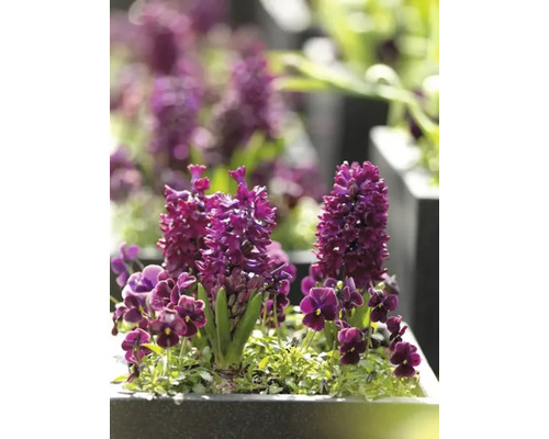 Gros plan sur des jacinthes et des violettes dans une jardinière.