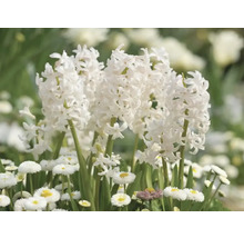 Weisse Hyazinthen und Gänseblümchen im Gartenbeet