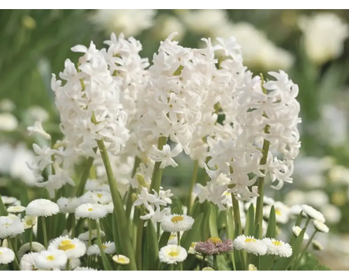 Jacinthes blanches et pâquerettes dans une plate-bande