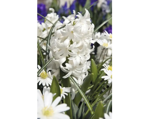 Gros plan d''une jacinthe blanche dans le jardin
