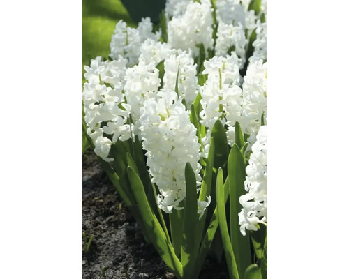 Jacinthes blanches dans un parterre