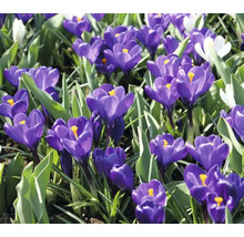 Gros plan de crocus dans une plate-bande