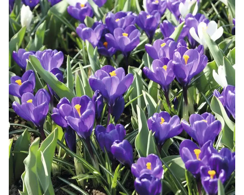 Gros plan de crocus dans une plate-bande