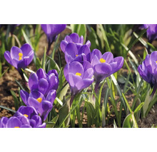Gros plan de crocus en fleurs dans le jardin