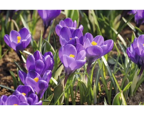 Gros plan de crocus en fleurs dans le jardin