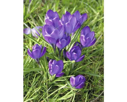 Crocus en fleurs dans l''herbe