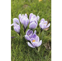 Gros plan de crocus dans l''herbe