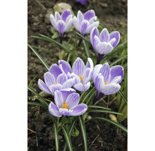 Gros plan de crocus dans une plate-bande.