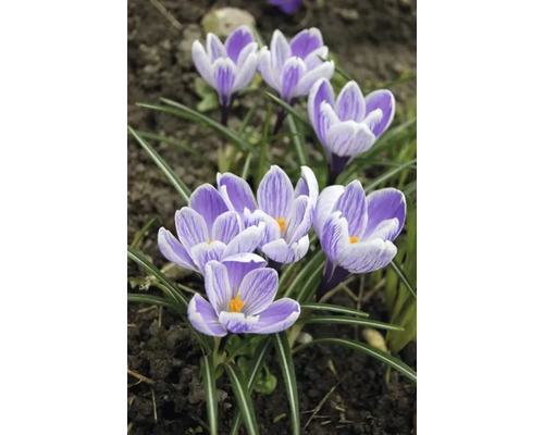 Nahaufnahme von Krokussen im Gartenbeet.