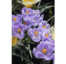 Gros plan de crocus rayés avec des étamines jaunes