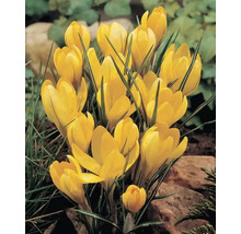 Crocus jaunes dans une plate-bande de jardin