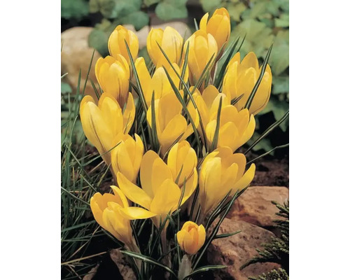 Gelbe Krokusse im Gartenbeet