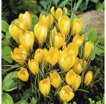 Crocus jaunes dans une plate-bande de jardin