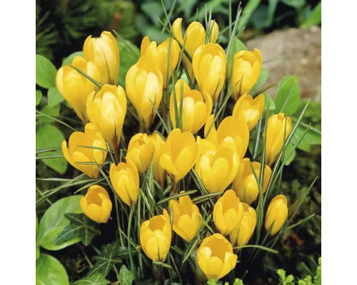 Gelbe Krokusse im Gartenbeet