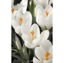 Gros plan de crocus blancs avec des pistils jaunes