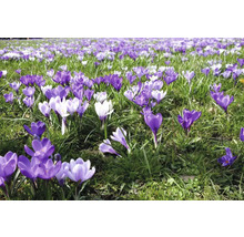 Champ de crocus