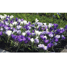 Parterre de fleurs avec des crocus