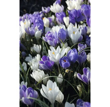 Champ de crocus de différentes couleurs
