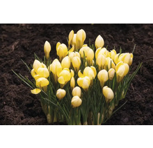 Crocus jaunes dans la terre du jardin