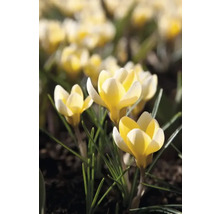 Crocus jaunes dans un parterre de jardin