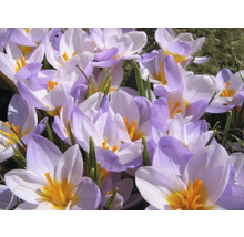 Gros plan de crocus